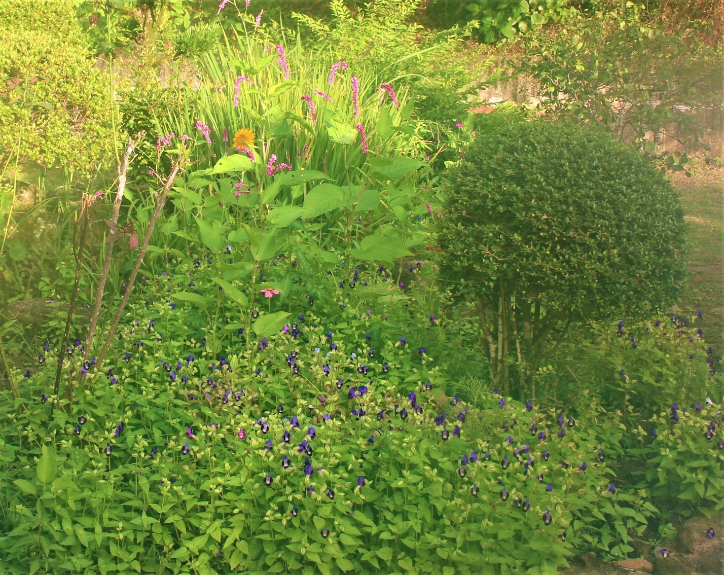 トレニア群団とクチナシの葉の芋虫退治 つれづれなるままに