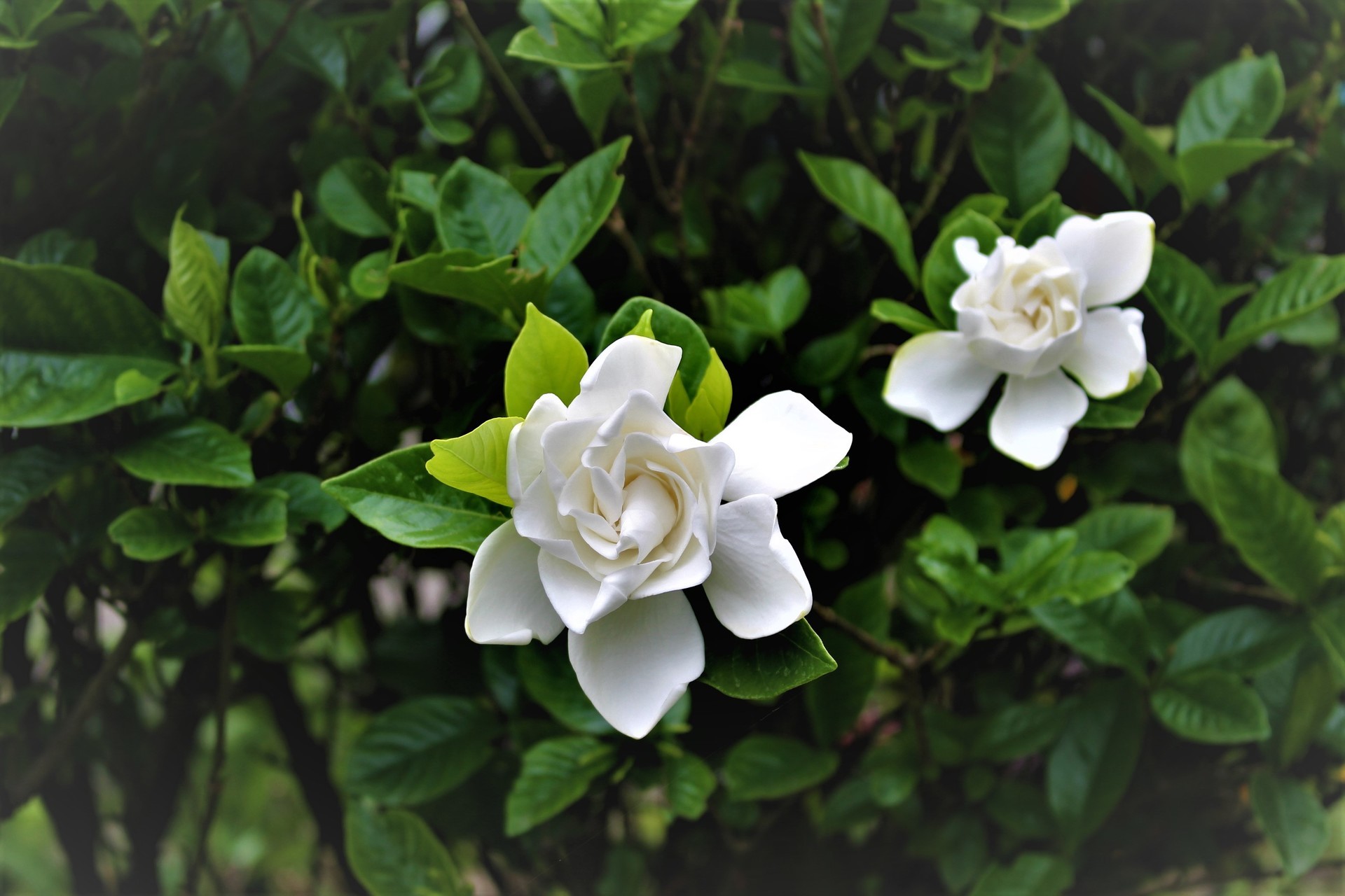 クチナシの花 つれづれなるままに