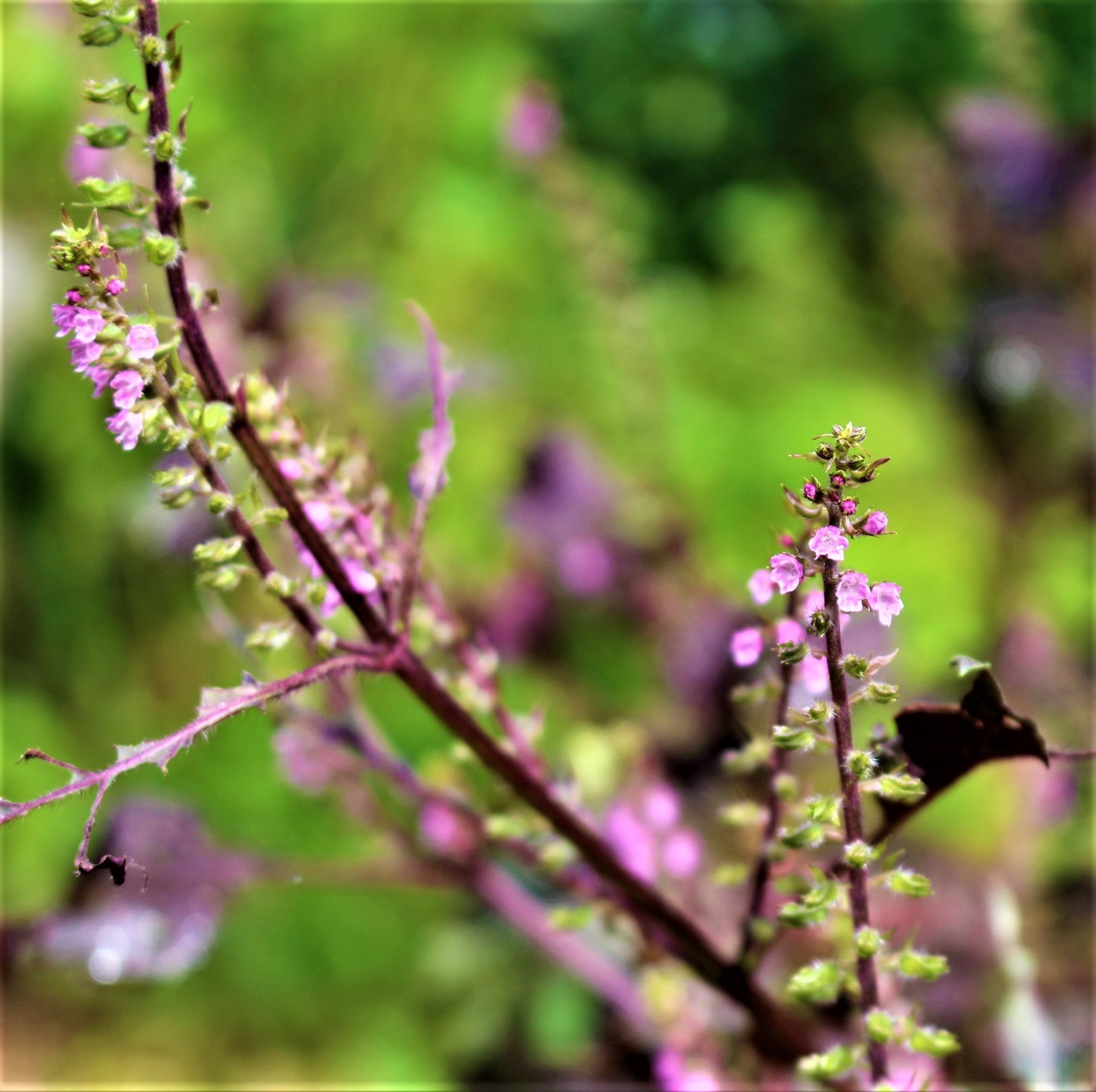 赤紫蘇の花 つれづれなるままに